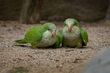 Two Monk parakeets (Myiopsitta monachus), also known as the quaker parrot.