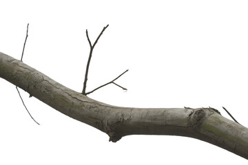 Bare Tree Branch with Water Droplet Isolated on Transparent Background for Design Projects and Compositing on transparent background