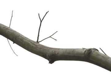 Bare Tree Branch with Water Droplet Isolated on Transparent Background for Design Projects and Compositing on transparent background