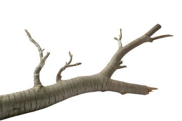 Detailed tree branch with lichen growing on it isolated on transparent background perfect for compositing and design work