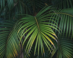 Lush Green Palm Fronds in a Tropical Setting Displaying Vibrant Colors and Textures Ideal for Nature and Travel Related Designs and Backgrounds