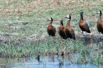 group of ducks