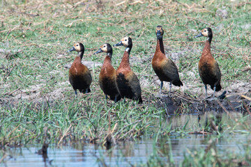 group of ducks