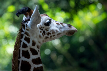 Giraffe Head Portrait with Bokeh Background, Young Giraffe Head close-up with Bokeh Background