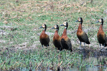 group of ducks