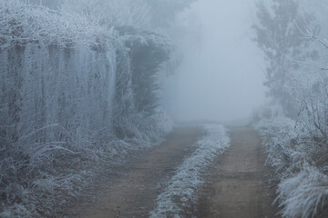 A long and winding dirt road that stretches through a dense and foggy forest, creating an eerie...