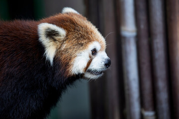 Obraz premium Portrait of a red panda 