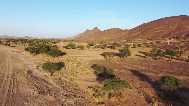Moroccan sahara desert drone footage, Acacia tree dry river merzouga desert 