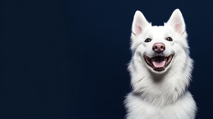 A cute, purebred Samoyed puppy with a happy face is sitting in a studio