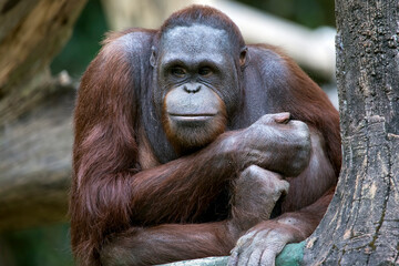 Naklejka premium Orangutan or (Pongo) which lives in the tropical forests of Indonesia, Expressions of orangutan, Close-up portrait of an oranguta, Bornean Orangutan sitting on tree branch
