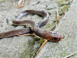 from above of a dead baby Javan cobra is lying on the asphalt of the road with its tongue sticking out, the Javan cobra is almost extinct, the asphalt is thin with moss, dry bamboo leaves are falling