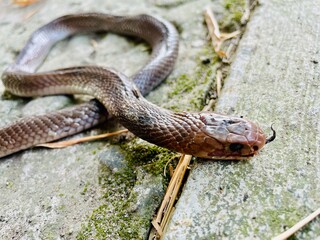 from above of a dead baby Javan cobra is lying on the asphalt of the road with its tongue sticking out, the Javan cobra is almost extinct, the asphalt is thin with moss, dry bamboo leaves are falling