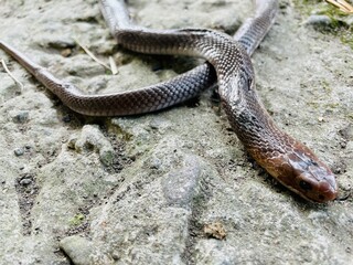 from above of a dead baby Javan cobra is lying on the asphalt of the road with its tongue sticking out, the Javan cobra is almost extinct, the asphalt is thin with moss, dry bamboo leaves are falling