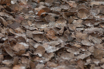 A pile of brown leaves can be found lying on the ground, creating a natural and earthy atmosphere in the environment around them