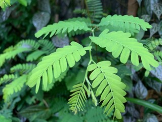 Close up photo of tamarind leaves