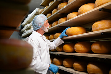 Production of quality dairy food and cheese wheels. Food storage worker checking quality of cheese...