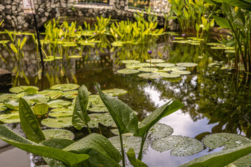 A tranquil view of a lily pond with green leaves, vibrant plants, and a stone backdrop reflecting calmness and peacefulness.