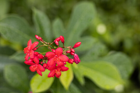 Bright red Jatropha integerrima flowers in full bloom against blurred green leaf backdrop.