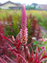 Pink Celosia Spicata Flower in a Garden Setting