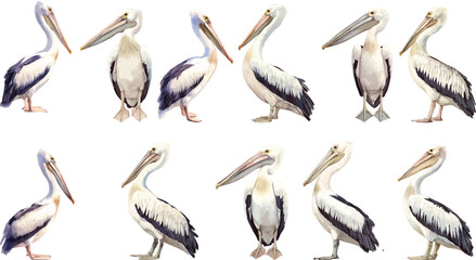 pelican watercolor clipart