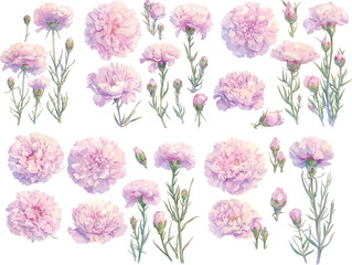 carnation watercolor clipart