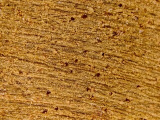 Wood Texture with Insect Damage CloseUp of Eroded Surface and Small Holes.
