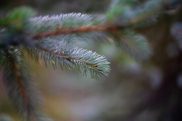 Close-up of a fir tree branch with soft green-blue needles in natural forest light. Blurred...