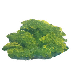 Grass on a white background