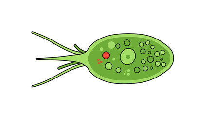 Euglena Structure Vector Illustration – Labeled Diagram of a Microscopic Organism