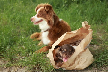 Brown and white dog is laying on the grass next to a brown and white dog
