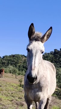 A white mule with a typical cowbell moves its large ears while standing calmly in a vertical rural scene.