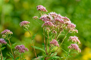 Echter Dost auch Oregano genannt  © Karin Jähne