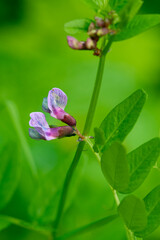 Zaun-Wicke (Vicia sepium)