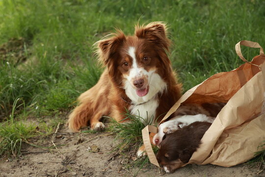 Brown and white dog is laying on the ground next to a brown bag