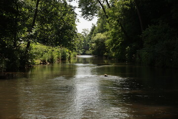River with a dog swimming in it