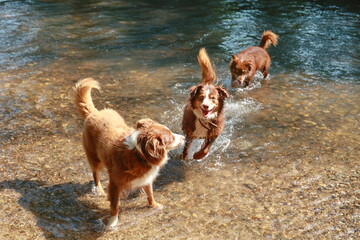 Three dogs are playing in a river