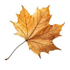 Obraz premium Single golden maple leaf against a stark black background