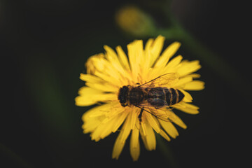 bee on yellow flower