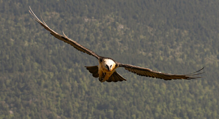 Lammergeier in flight