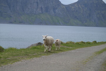 Mountain sheep walking on the shore 