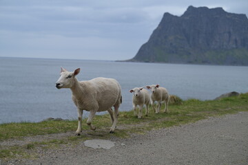 Mountain sheep walking on the seaside path 