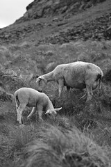 Mountain sheep eating grass on the rocks 