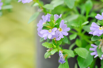 Fairy Fan Flower , Half flower or Scaevola or Scaevola sp or purple flower