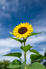 夏の青空とヒマワリ