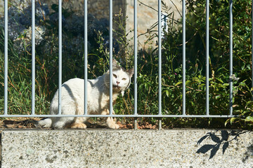 a white cat peeks out between the bars of a fence