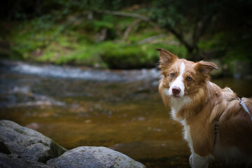 border collie dog