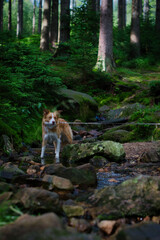 dog in the forest