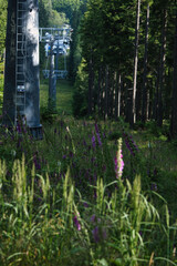 flowers in the woods