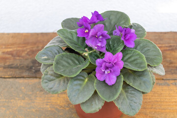 Vibrant Purple African Violet in Pot on Rustic Wooden Table