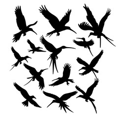 Fototapeta premium Flying Birds Silhouette Set with Long Tails